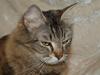 Maine Coon Tudi 