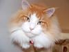 Maine Coon Durango
