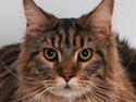 Maine Coon Holger (Wicca Shaicoona M
