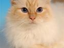 Hellig Birma Bamse (Honey Bear Song Hi
