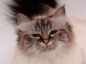 Hellig Birma Nilla (Vanilla Sky Song H