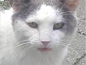 Huskat Malle