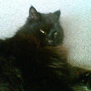 Norsk Skovkat "fede" R.I.P :'(