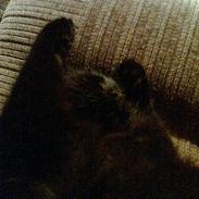 Norsk Skovkat "fede" R.I.P :'(