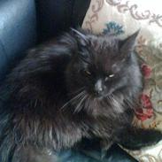 Norsk Skovkat "fede" R.I.P :'(
