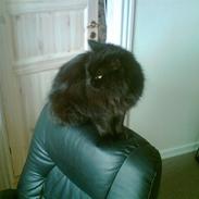 Norsk Skovkat "fede" R.I.P :'(