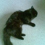Norsk Skovkat "fede" R.I.P :'(