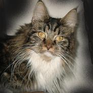 Maine Coon Adonia †