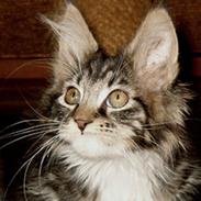 Maine Coon Adonia †