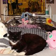 Blanding af racer Mille Mie & Oliver