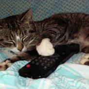 Blanding af racer Mille Mie & Oliver