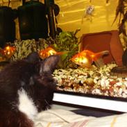 Blanding af racer Mille Mie & Oliver