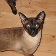 Siameser Max von Altmann DK