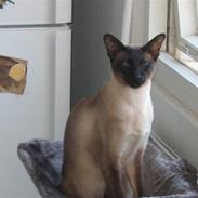 Siameser Max von Altmann DK