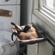 Siameser Max von Altmann DK