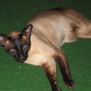 Siameser Max von Altmann DK