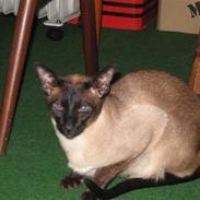 Siameser Max von Altmann DK