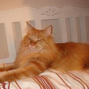Maine Coon Hawkie