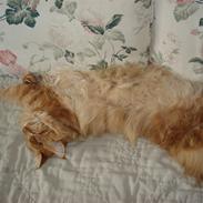 Maine Coon Hawkie