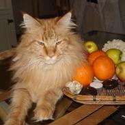 Maine Coon Hawkie