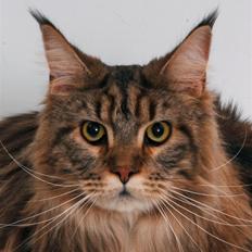 Maine Coon Holger (Wicca Shaicoona M
