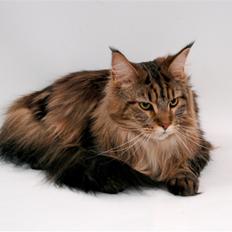Maine Coon Holger (Wicca Shaicoona M