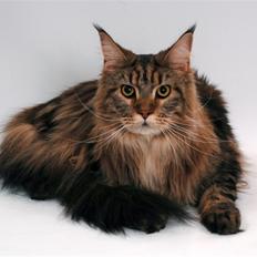 Maine Coon Holger (Wicca Shaicoona M