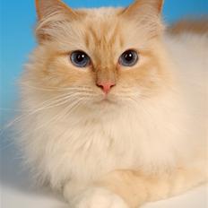 Hellig Birma Bamse (Honey Bear Song Hi