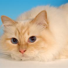 Hellig Birma Bamse (Honey Bear Song Hi