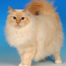 Hellig Birma Bamse (Honey Bear Song Hi