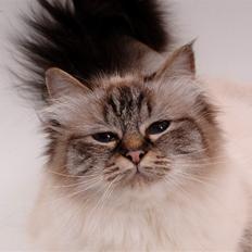 Hellig Birma Nilla (Vanilla Sky Song H