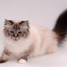 Hellig Birma Nilla (Vanilla Sky Song H