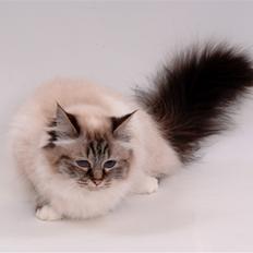 Hellig Birma Nilla (Vanilla Sky Song H