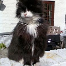 Norsk Skovkat Obelix 