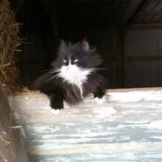 Norsk Skovkat Obelix 