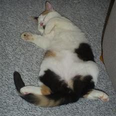 Blanding af racer Wilma