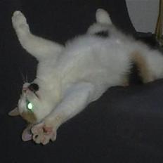 Blanding af racer Wilma