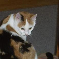 Blanding af racer Wilma