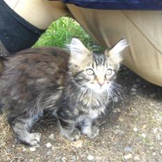 Maine Coon Coon (solgt)