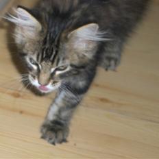 Maine Coon Coon (solgt)