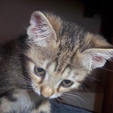 Huskat Fie