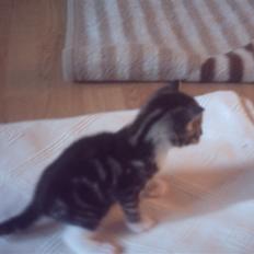 Blanding af racer tiger har fået nyt hjem
