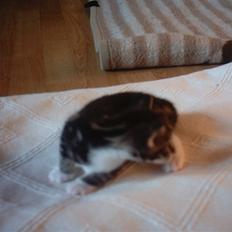 Blanding af racer tiger har fået nyt hjem