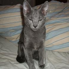 Russian Blue Lucky Luke