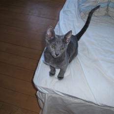 Russian Blue Lucky Luke