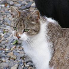 Blanding af racer Lille Mis