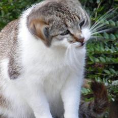 Blanding af racer Lille Mis