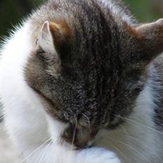 Blanding af racer Lille Mis