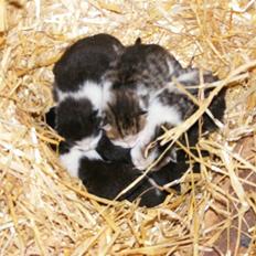 Blanding af racer LM's killinger. døde