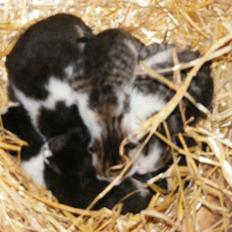 Blanding af racer LM's killinger. døde